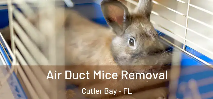  Air Duct Mice Removal Cutler Bay - FL